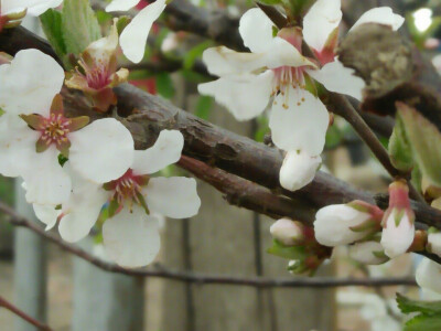 春天的象征,樱桃树开花了