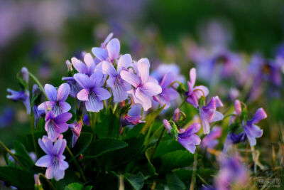 紫花地丁(学名:viola philippica),别名野堇菜,光瓣堇菜等.