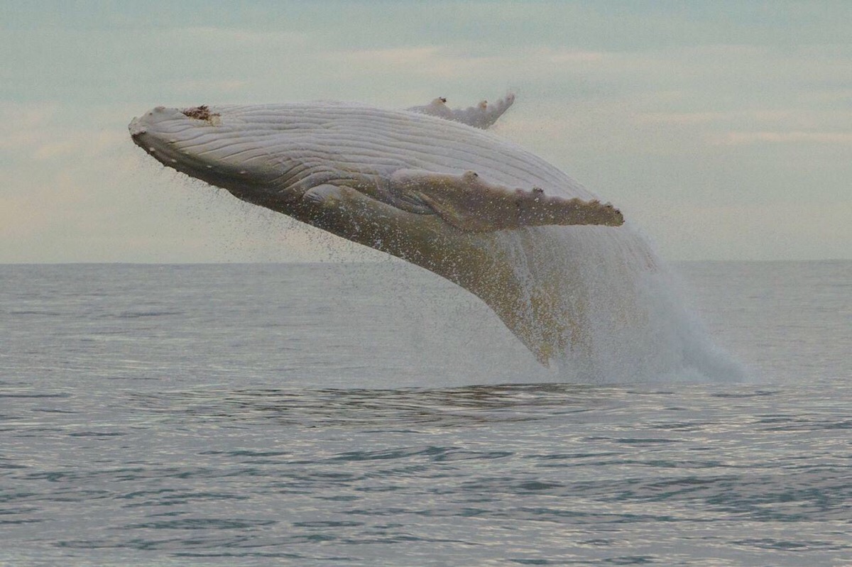 米伽罗 白色座头鲸 - 堆糖,美图壁纸兴趣社区