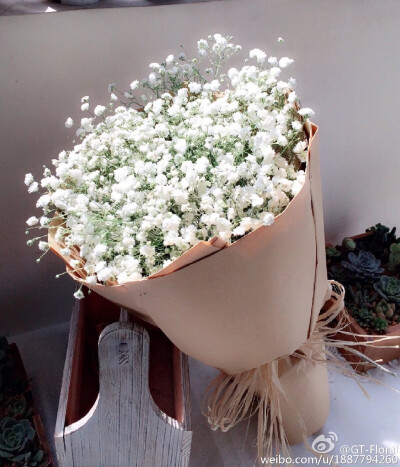 满天星(gypsophila),原名为重瓣丝石竹,石竹科丝石竹属.