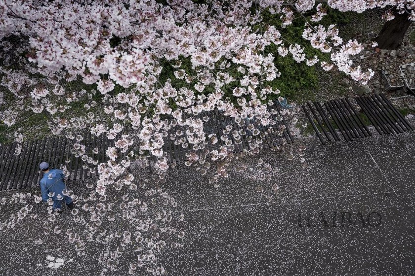日本樱花赏 - 堆糖,美图壁纸兴趣社区