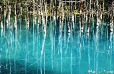 日本北海道美瑛青池blue pond