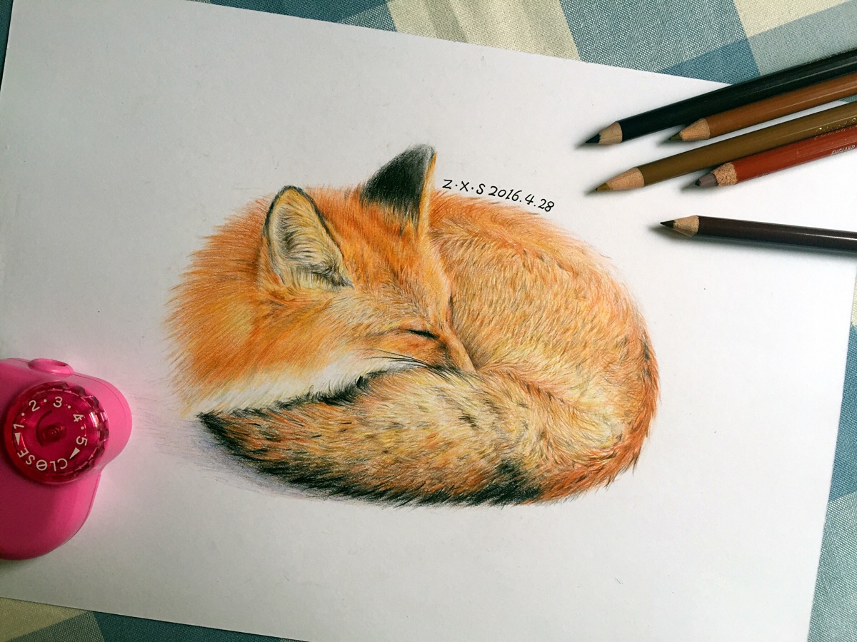 彩铅画 彩铅狐狸 彩铅动物 绘画 原创 手绘 插画 插画师 作品 美术