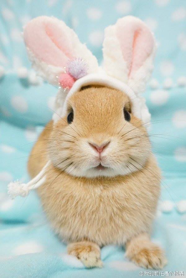 带兔耳的小兔兔!萌cry!