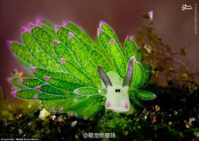 它叫藻类海蛞蝓(costasiella kuroshimae),长相酷似小羊,以藻类为食