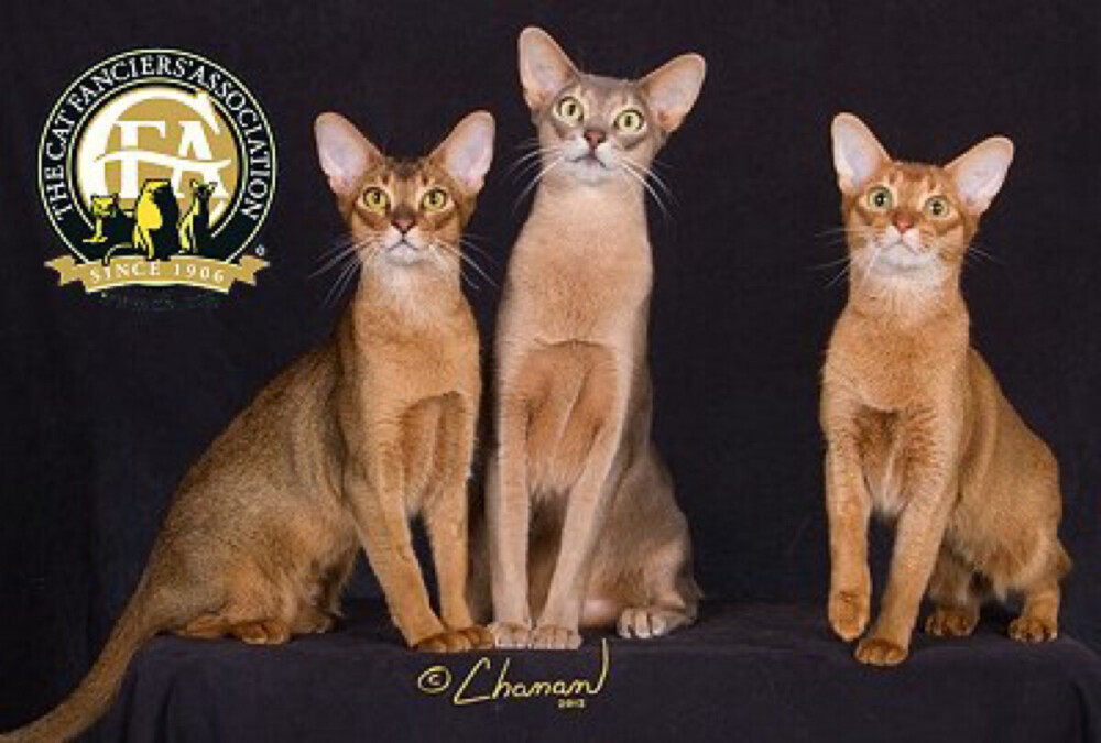阿比西尼亚猫(abyssinian):祖籍埃塞俄比亚,历史悠久,因繁殖率低故