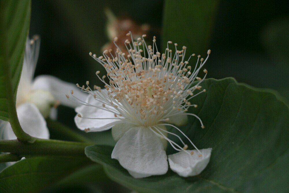 莲雾花 