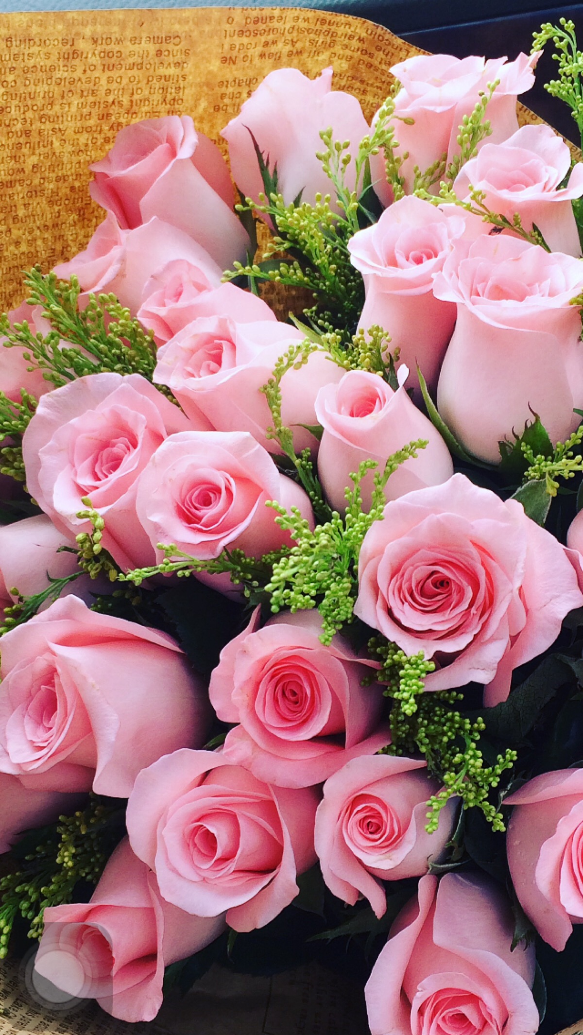 10款双色玫瑰品种介绍，每一款都美到窒息！ - 知乎