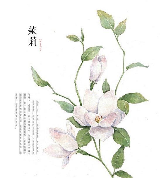 手绘茉莉花 中国风 古风