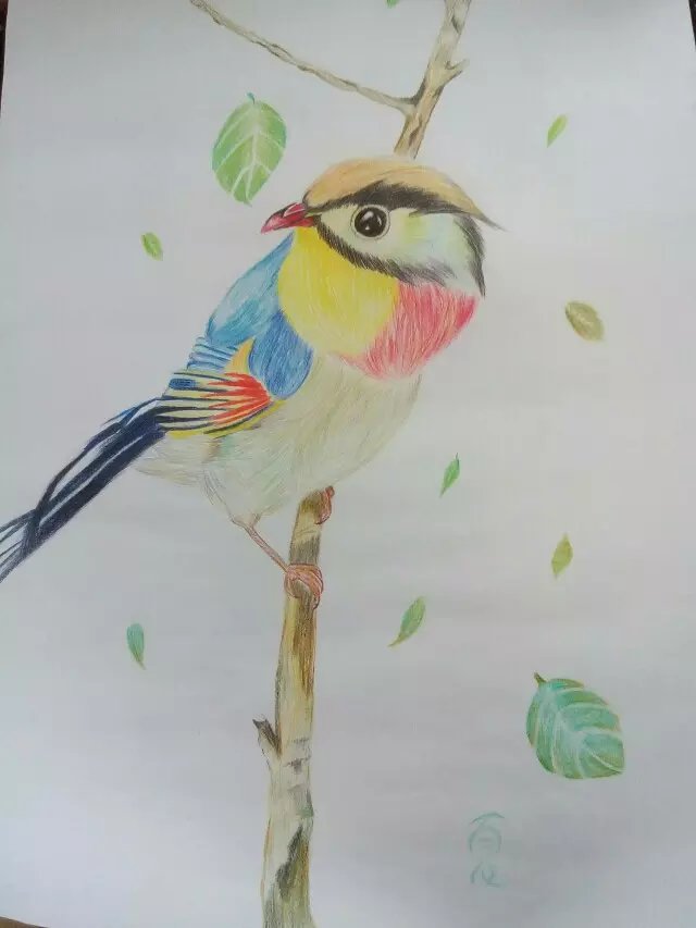 彩铅画小鸟