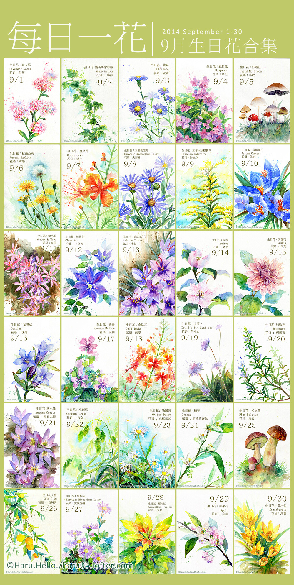 Haru Hello 9月生日花合集 堆糖 美图壁纸兴趣社区