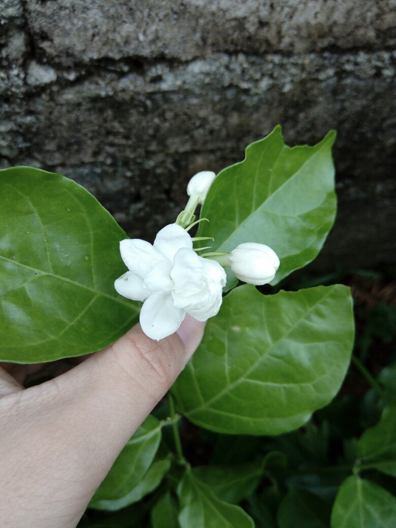 茉莉花 - 堆糖,美图壁纸兴趣社区