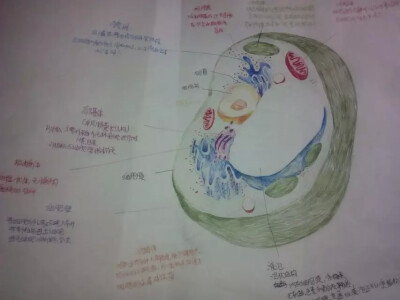 生物高一必修一细胞内部结构,临摹书上