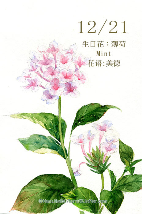 haru.hello. 12.21 生日花:薄荷