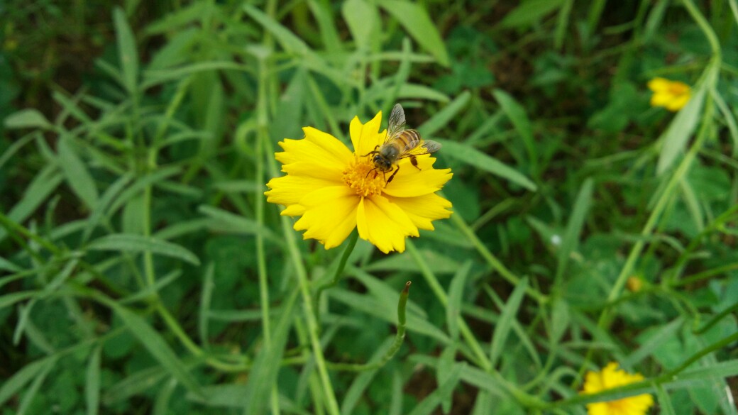 一朵小黄花