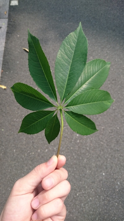 花草篇