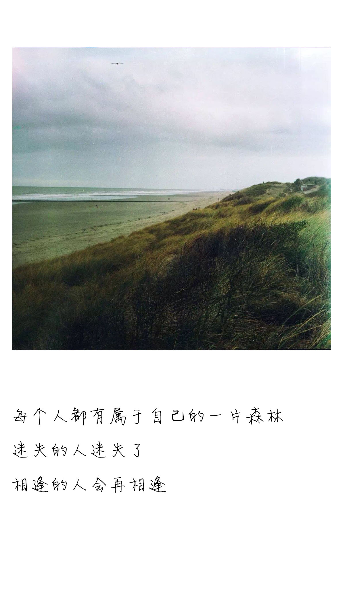 每个人都有属于自己的一片森林,迷失的人迷失了,相逢的人会再相逢.