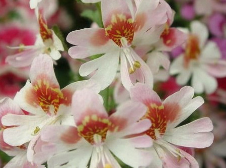 蛾蝶花schizanthus pinnatus ruiz et pav.别名蛾蝶草,蝴蝶草,平民兰.