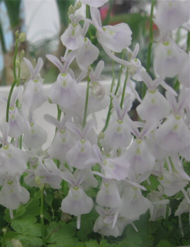 小白兔狸藻utricularia sandersonii.狸藻属水生草本.