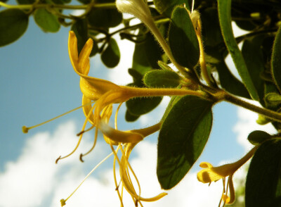 金银花lonicera japonica.又名忍冬,二色花藤,鸳鸯藤.