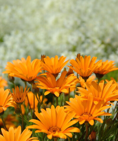 金盏菊calendula officinalis.又名金盏花,黄金盏,长生菊,常春花.