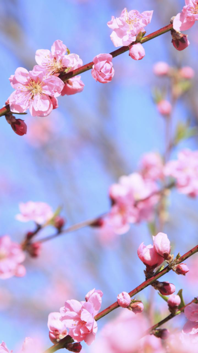 桃花红