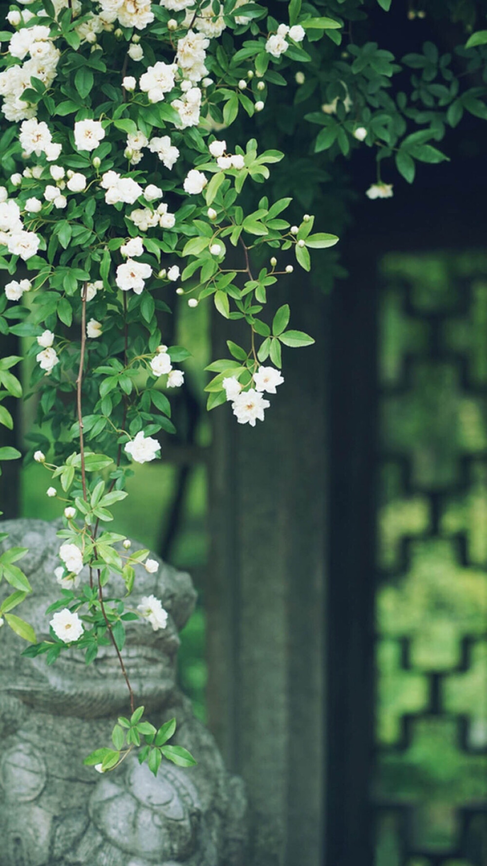 美景 鲜花 清新 摄影 田园 绿色 自然 淡雅 风景名胜 壁纸 素材 锁屏