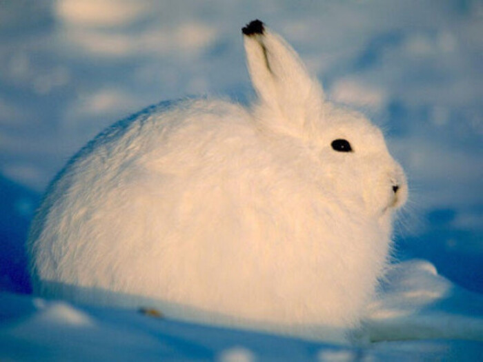 北极雪地兔