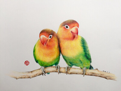 绘画 美术 彩铅动物 手绘鹦鹉 作品 画画 插画师 啾星人 可爱 唯美