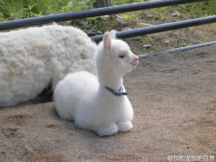 日本动物园里有一对亲子羊驼感觉羊驼宝宝好萌萌喔ヽ71▽ノ