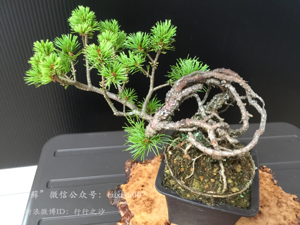 日本五针松(学名:pinus parviflora)是松科松属的植物,为松科常绿乔木