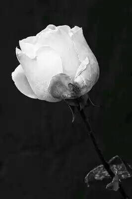 褪色的玫瑰就像我们枯萎的爱情