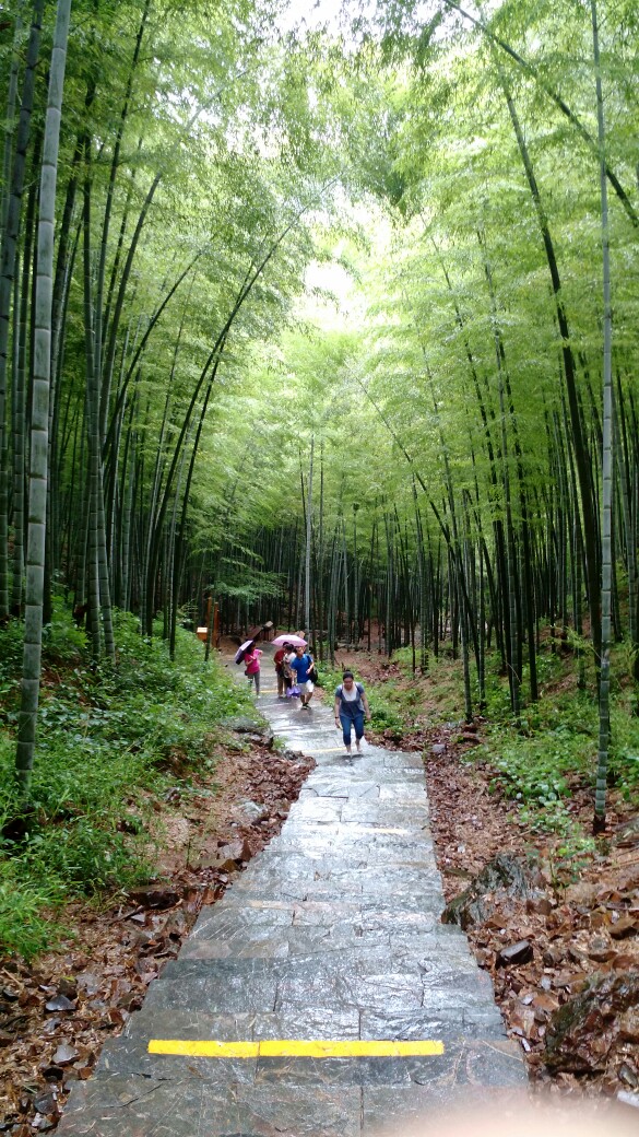 竹 堆糖 美图壁纸兴趣社区