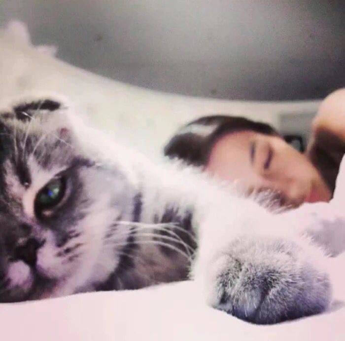 与心爱的猫猫 猫咪 合照的头像你有多少!