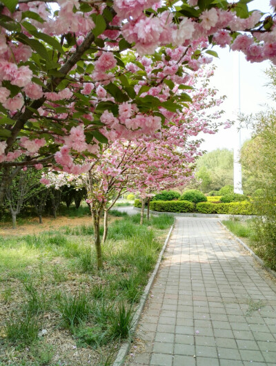 古风桃花林