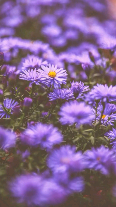 chanel 日韩手机屏幕壁纸不定时更新喜欢点赞「植物」紫色的不知道是