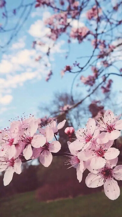 ﹏繁花° - 堆糖,美图壁纸兴趣社区