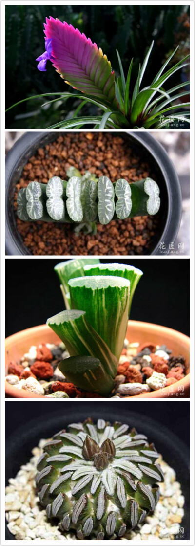 玉扇(haworthia truncata)又名截形十二卷,属于百合科十二卷属的多肉