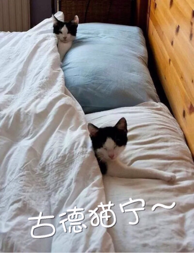 古德猫宁 早上好