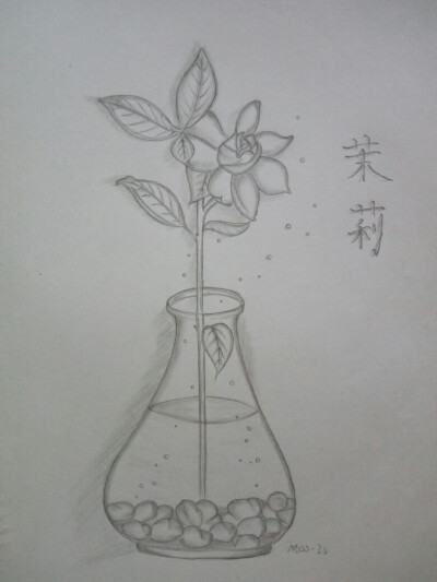 插画茉莉花