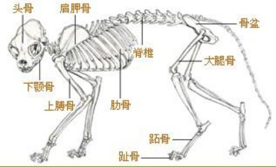 猫科动物骨骼