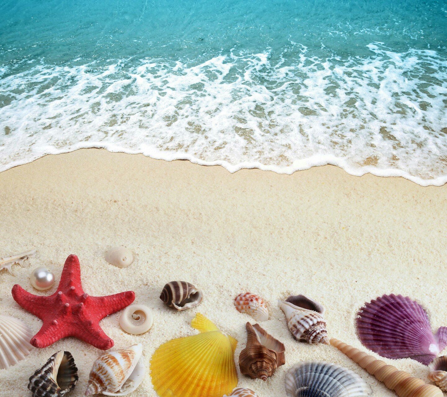 Seashell Wallpapers - Top Free Seashell Backgrounds - WallpaperAccess