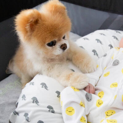 萌萌哒 小狗 可爱 宠物 ins:buddyboowaggytails