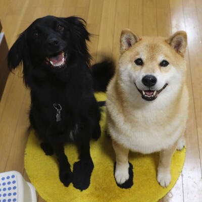 柴犬 可爱 宠物 小狗 萌 萌宠