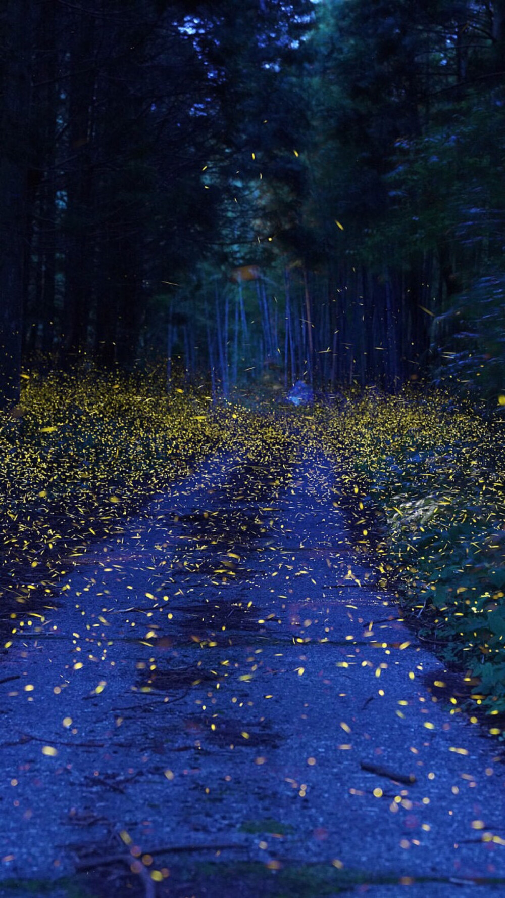 萤火之森,夏夜萤火虫
