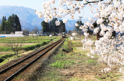 樱花#火车