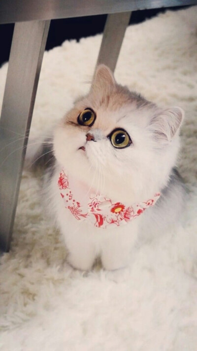 小猫咪