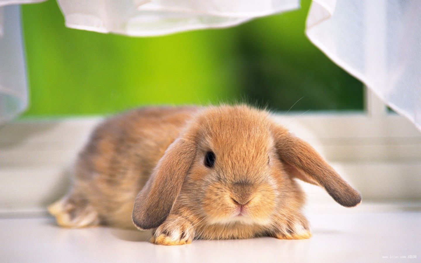 關於兔兔耳朵的那些事 | HK Daijoubu生活雜誌
