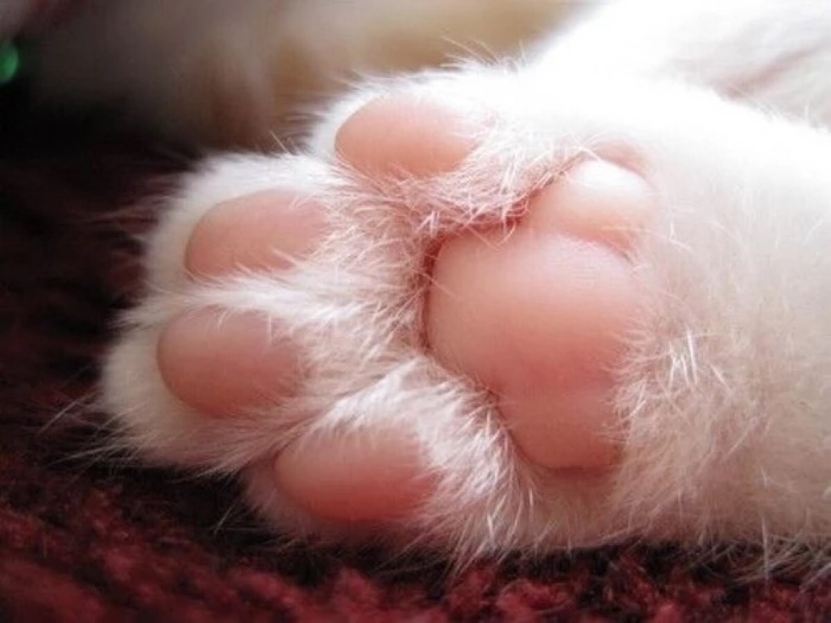 超过 40 张关于“猫 脚印”和“脚印”的免费图片 - Pixabay