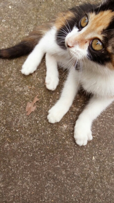 可爱,萌宠,喵星人,猫咪